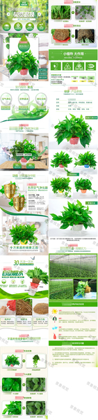 天猫绿萝详情页
